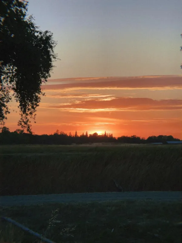 The sun dropping behind a line of pines beyond a grassy field